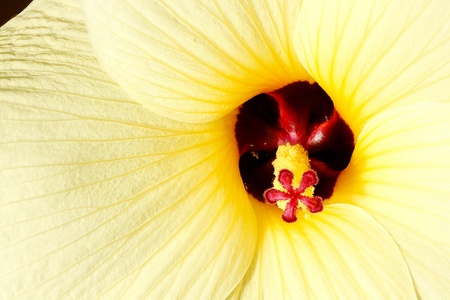 Detail of yellow Hibiscus cannabinus flowerの写真素材