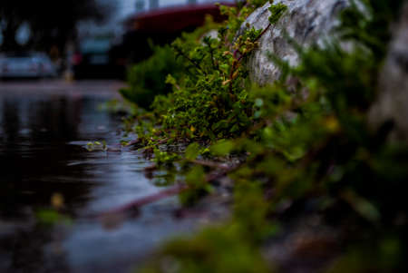 green moss on the stoneの写真素材