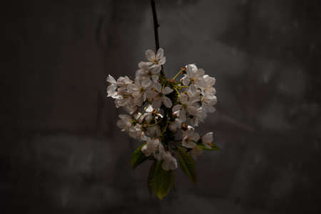 flowers on black