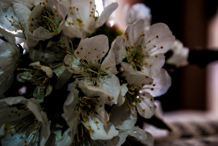 white flowerの写真素材