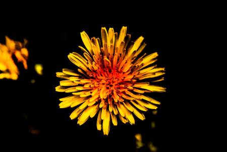 yellow dandelion flowerの写真素材
