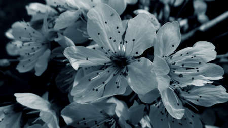 frost on flowerの写真素材