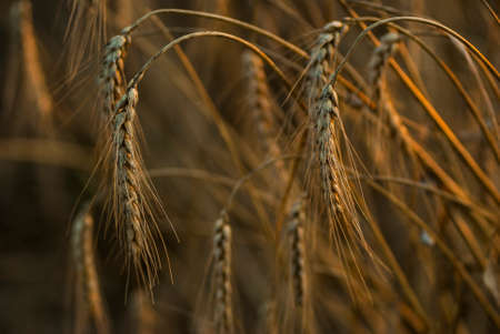 close up of wheat earsの写真素材