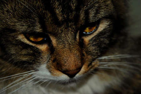 portrait close up of a domestic catの写真素材
