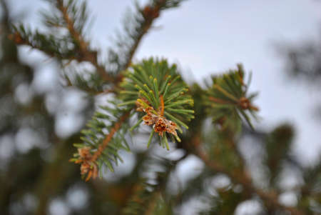 pine tree branchesの写真素材