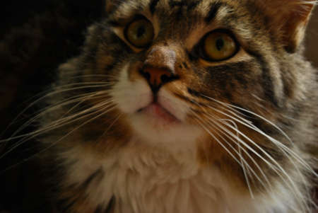 portrait close up of a domestic catの写真素材