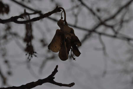 season winter tree leaf in snow forestの写真素材