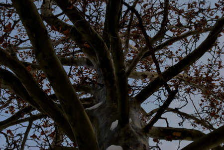 landscape autumn trees in the forest outdoorsの写真素材