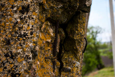 spring young lichen on an old concrete buildingの写真素材