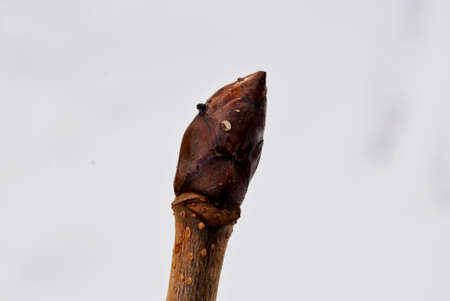 macro photo of a winter swollen kidney of a horse chestnutの写真素材