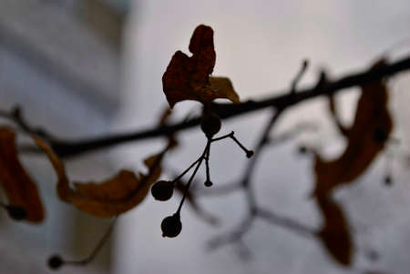 winter branch of a tree with budsの写真素材