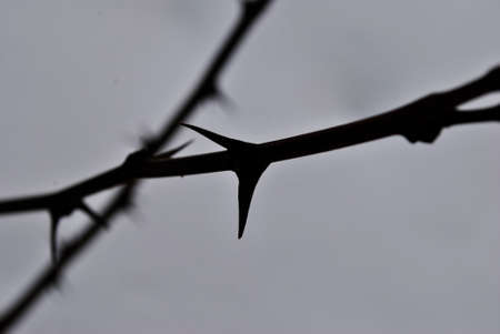 winter branch of acacia with thorns macro photo