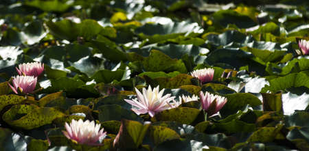 summer blooming water lily surrounded by green leavesの写真素材