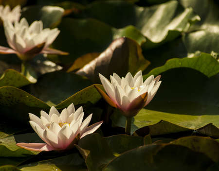 summer blooming water lily surrounded by green leavesの写真素材