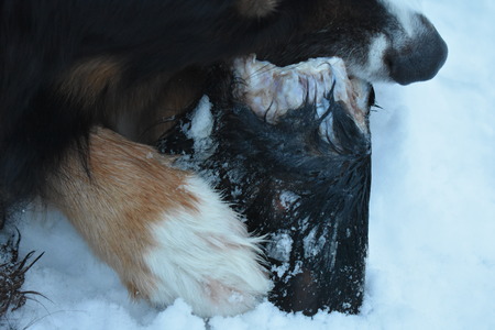 Dog eating beef earの写真素材