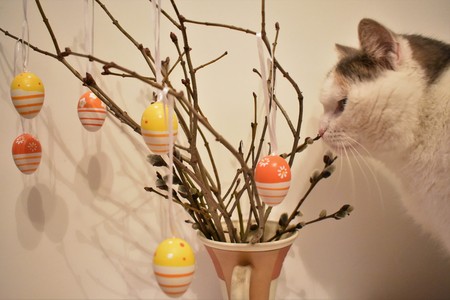 Easter decoration with a curious catの写真素材