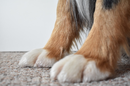 dog paws