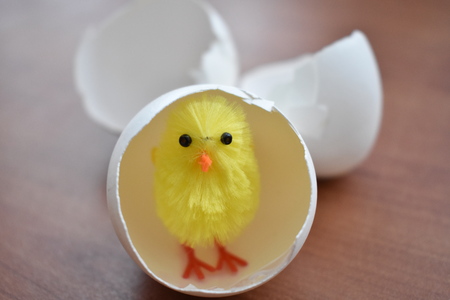 Chick in Shell on the Brown Backgroundの写真素材