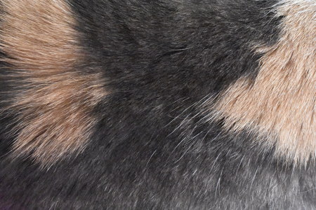Tricolor cat fur