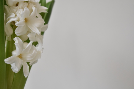 White Hyacinth on White Backgroundの写真素材