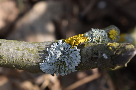 White and Yellow Mold on the Bark of Tree