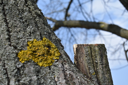 Yellow mold on the Bark of Treeの写真素材