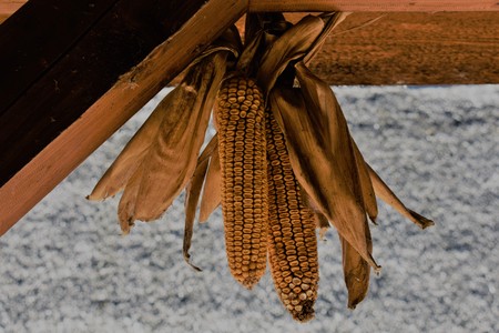 Dried Corn hanging down from the wooden Beamの写真素材