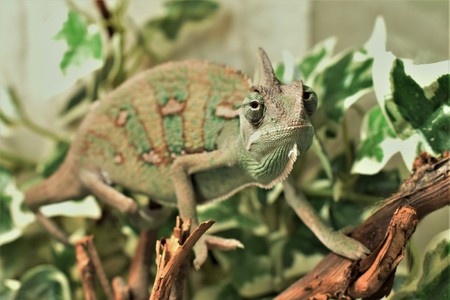 Yound green chameleon on the leavesの写真素材
