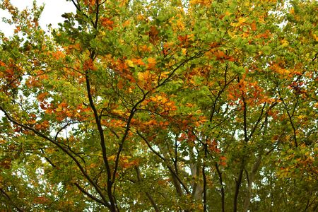 Colorful leafs on the tree in autumnの写真素材