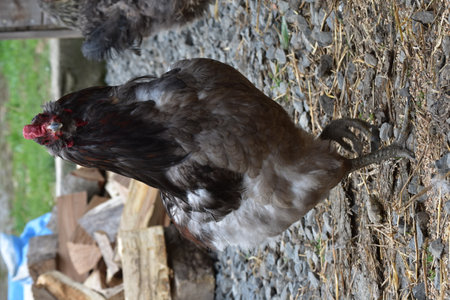 Adult cock breed araucana in black and gray color in the farmの写真素材
