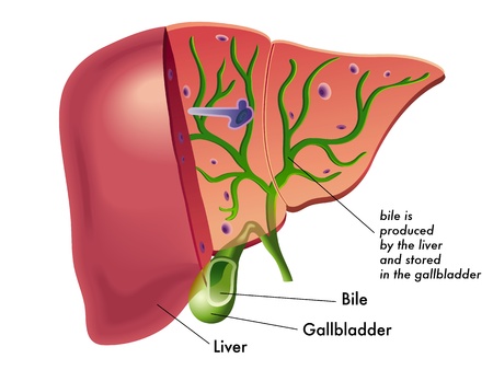 medical illustration that represents the production of bile from the liver