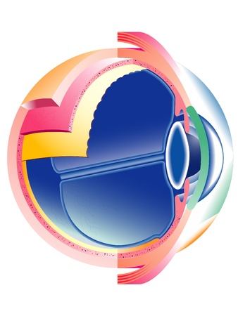 eyeのイラスト素材