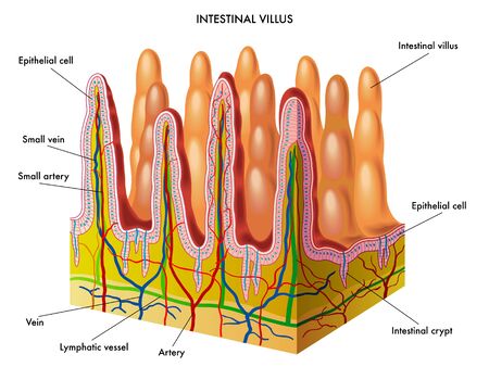 intestinal villusのイラスト素材