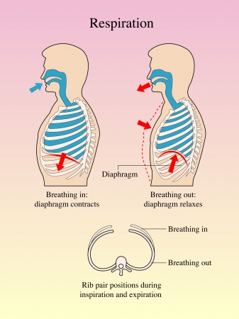 Respirationのイラスト素材