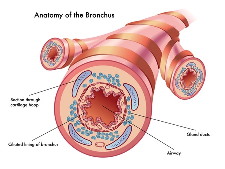 anatomy of the bronchusのイラスト素材