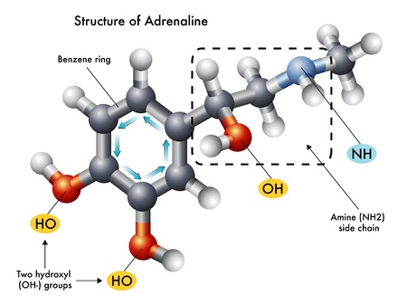 structure of adrenalineのイラスト素材