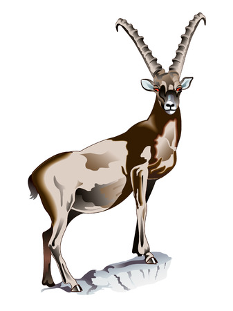 Alpine Ibexのイラスト素材