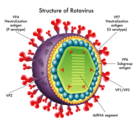rotavirusのイラスト素材