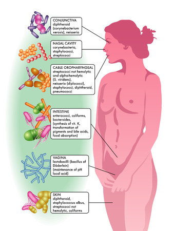 bacterial flora in a woman's bodyのイラスト素材