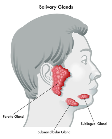 Vector illustration of a salivary glands and their locations, isolated on a white background.のイラスト素材