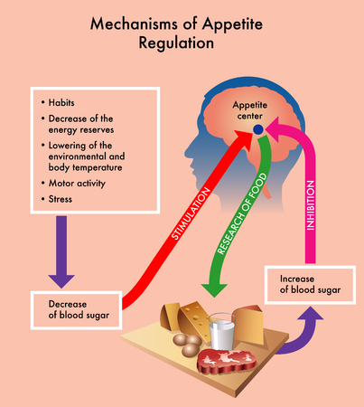 Medical diagram showing the mechanisms of appetite regulation.のイラスト素材