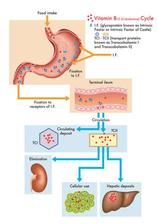 Medical diagram of the cycle of vitamin B12 in the human body.のイラスト素材