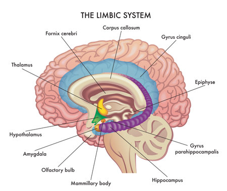Medical illustration shows the major organs of the Limbic System of the human brain, with annotations.のイラスト素材