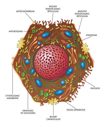 Medical illustration of liver cell structure.のイラスト素材