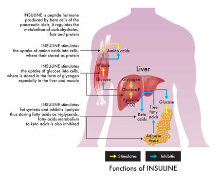 Medical illustration of insuline functions, with annotations.のイラスト素材
