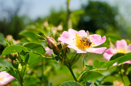 Bee colecting pollen from flowersの写真素材
