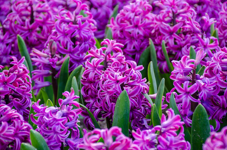 Group of beautiful purple hyacinthsの写真素材