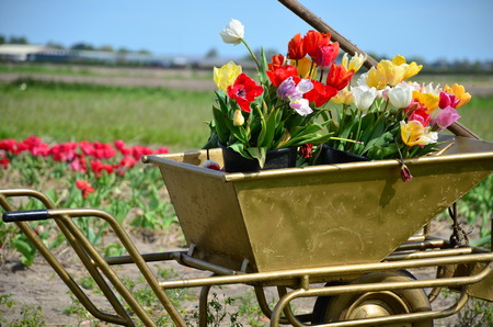 Bouquet of colorful tulips placed into a metal wheelbarrow KeukenhofNetherlandsの写真素材