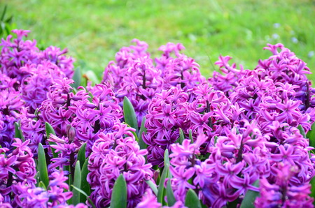 Group of beautiful purple hyacinthsの写真素材