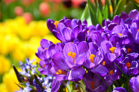Spring holiday crocus flowers background in the beautiful garden of Keukenhoef, Lisse from Netherlandsの写真素材